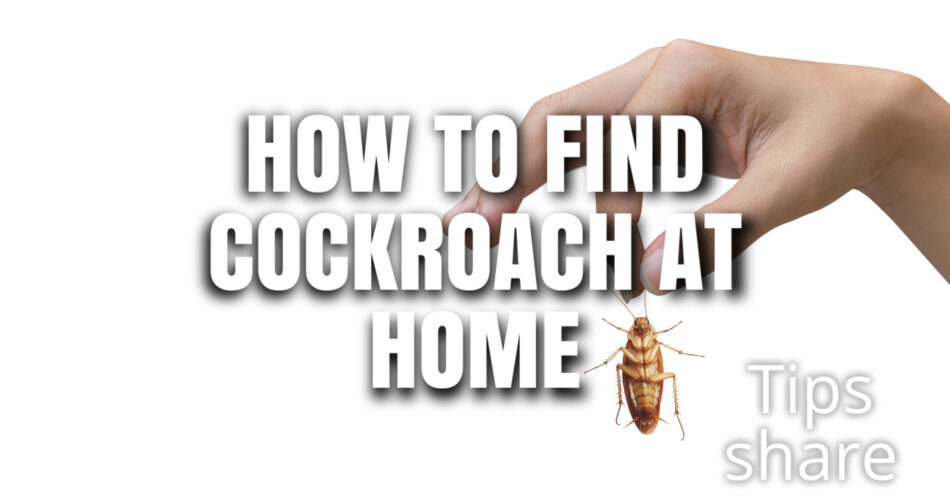 how to find cockroach at home